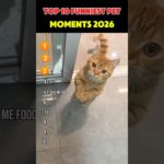 Top 10 Funniest Pet Moments 2026 #trynottolaugh #funny #funnypets #pets #shorts