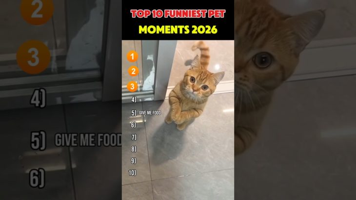 Top 10 Funniest Pet Moments 2026 #trynottolaugh #funny #funnypets #pets #shorts