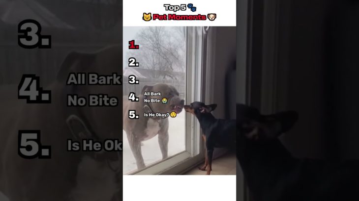 Top 5 🐾😺 Pet Moments 🐶