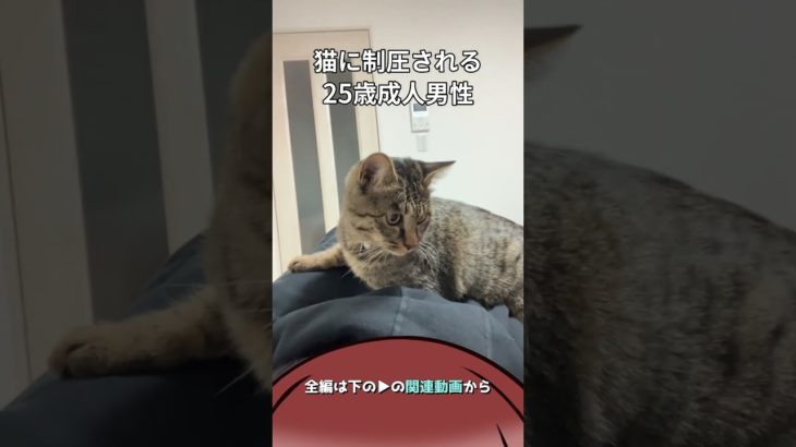 【保護猫Vlog】猫に制圧される成人男性#shorts  #ペット #猫