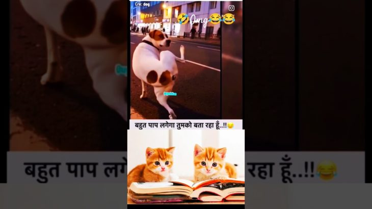 😂😂 Wait for end 😅 #funny #cute #pet #try #viral #animal  #funny @MrBeast @WaveMusicIndia