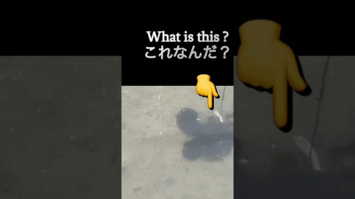 What is this?これなんだ🎣#fishing#octopus