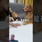 When Duoduo came, she really quickly turned away her cute pet and turned it into a spirit. The #dog