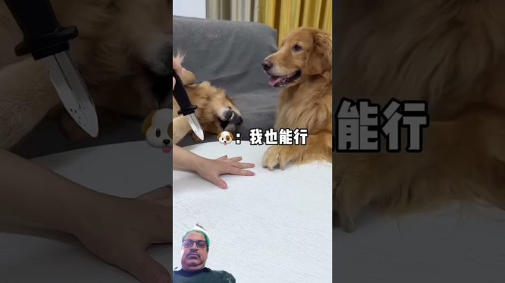 When Duoduo came, she really quickly turned away her cute pet and turned it into a spirit. The #dog