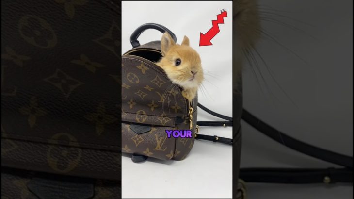 Which Pet Would You Bring To School For One Day? 🎒🐾