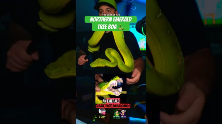 Why People LOVE Pet Snakes… And Why They’re Terrified of Them