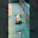 Why is this pet dog acting so strangely?