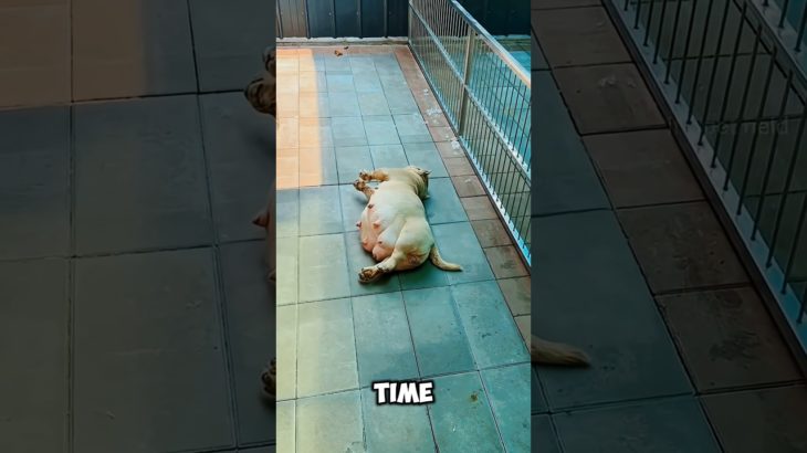 Why is this pet dog acting so strangely?