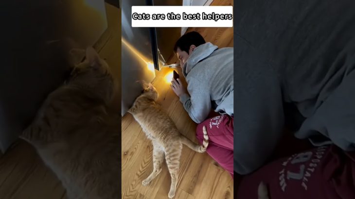 Working Cat !😅🐈 #foryou #cat #funnypet #funny #workingcat #shorts #pet