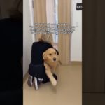 You are your pet’s voice. 💙