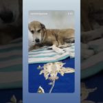 all pet parents definitely agree with this…💯💝#viral#pets#trending#dog#love#adorable#cute#animals