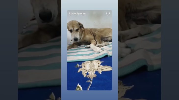 all pet parents definitely agree with this…💯💝#viral#pets#trending#dog#love#adorable#cute#animals