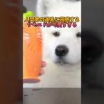 人間界の道具に困惑するサモエドが可愛すぎる #ペット #animals #大型犬のいる生活#サモエド