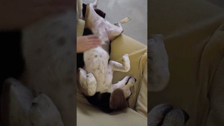 ビーグル栗の気持ちいい！#ビーグル #ビーグル犬栗 #beagle #beagles #pet #ペット #大阪 #萌 #かわいい #犬 #dog #たのしい #比格 #比格犬板栗　#比格大魔王