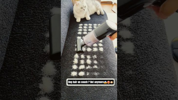 best pet hair tool for home with dogs& cats #dog  #shorts  #pethairremover #pethairremovaltool