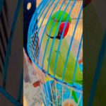 #birds #birdsofinstagram #parrotlover #pet #parrotlife #talkingparot #parrot #bird #cute
