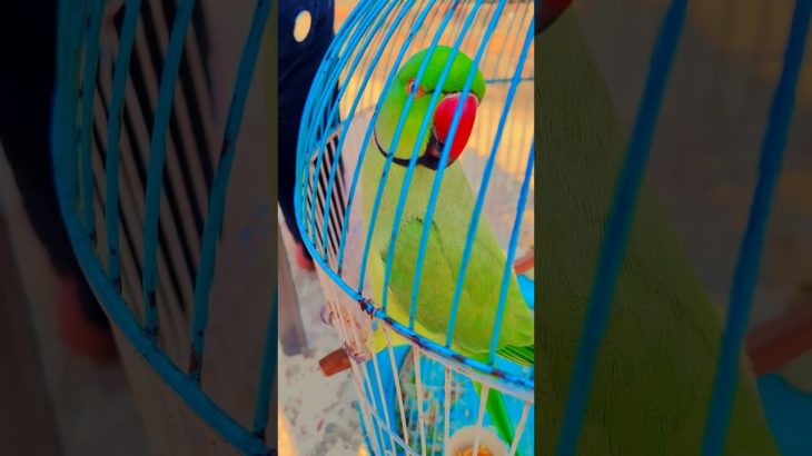 #birds #birdsofinstagram #parrotlover #pet #parrotlife #talkingparot #parrot #bird #cute