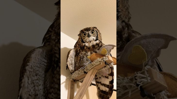 ぬいぐるみをゲット #アフリカワシミミズク #フクロウ #癒し #birds #owl #animals #cute #ペット #pets