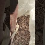 #birdslive #aseelmurga #birdsong #viral #birds  # help of my pet