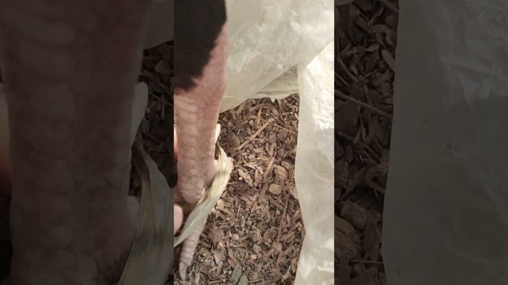 #birdslive #aseelmurga #birdsong #viral #birds  # help of my pet