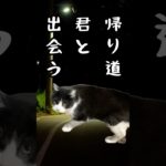 帰り道にオセロのような猫に出会った　#cat #ペット #保護猫 #猫のいる暮らし