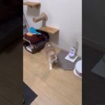 今日のあおちゃた#cat #猫のいる暮らし #ペット動画 #ねこ #スコティッシュフォールド #ごはん #子ネコ #kitten #kids