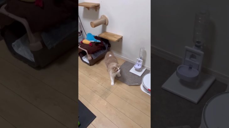 今日のあおちゃた#cat #猫のいる暮らし #ペット動画 #ねこ #スコティッシュフォールド #ごはん #子ネコ #kitten #kids