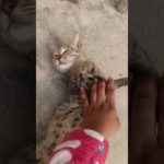 cat meow dance short felling #catdance #cat #meow