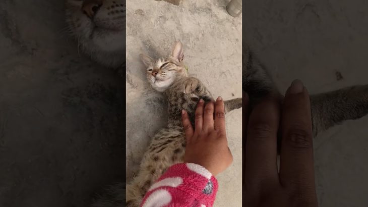 cat meow dance short felling #catdance #cat #meow