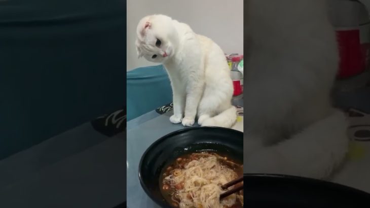 बिल्ली#cat#cute#animal#pet#treding#virel#shorts #funny#kitten