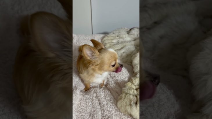 まだ動き回る！　　#チョビ　#チワワ  #眠る  #chihuahua  #休み明け　#ペット　#イヌ