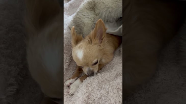 チョビのめざめ！　#あさ　#chihuahua #ペット #チワワ #チョビ #冬　#ペット　#衆院選公示　#おはようございます