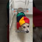 cold weather pet safety tips ❄️ #didyouknow #dogsofyoutube #quicktips #howto