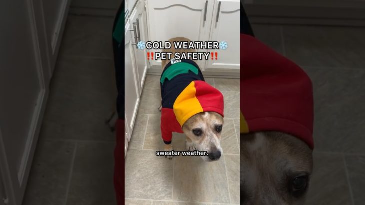 cold weather pet safety tips ❄️ #didyouknow #dogsofyoutube #quicktips #howto