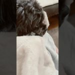 ママの膝の上に乗りたいチョコ🌷 #犬好き#ペキニーズ#トイプードル#犬のいる暮らし#多頭飼い#ペット#dog