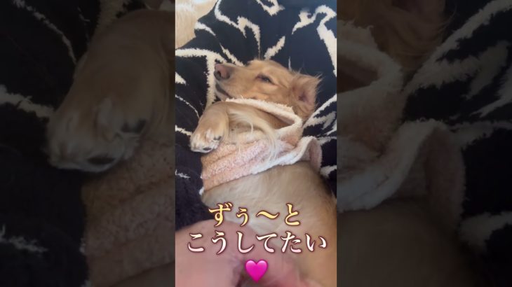 #ミニチュアダックスフンド #大好き #すごい #犬 #ペット #犬のいる暮らし #かわいい #愛犬 #犬のいる生活 #dog #チャコ #アン #犬動画 #ペット動画 #家族 #わんこ #やきもち