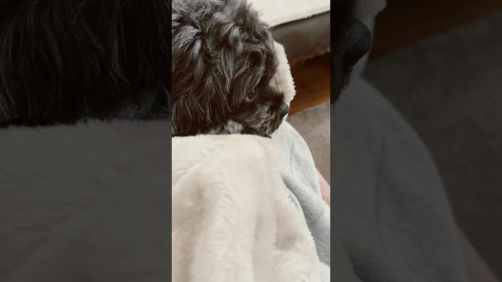 ママの膝の上に乗りたいチョコ🌷 #犬好き#ペキニーズ#トイプードル#犬のいる暮らし#多頭飼い#ペット#dog
