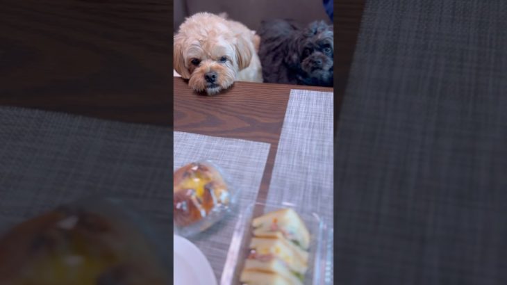 散歩の途中でパン🥐を買いました🩷✨ #犬好き#ペキニーズ#トイプードル#犬のいる暮らし#多頭飼い#ペット#dog#散歩