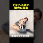 飼い主が決して諦めなかった愛犬リコの物語！#感動する話 #ペット #dog