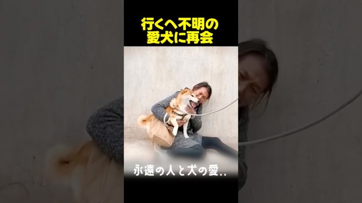 飼い主が決して諦めなかった愛犬リコの物語！#感動する話 #ペット #dog