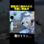愛嬌のある野良犬ピロが幸せになるまで.！#動物保護 #ペット #dog