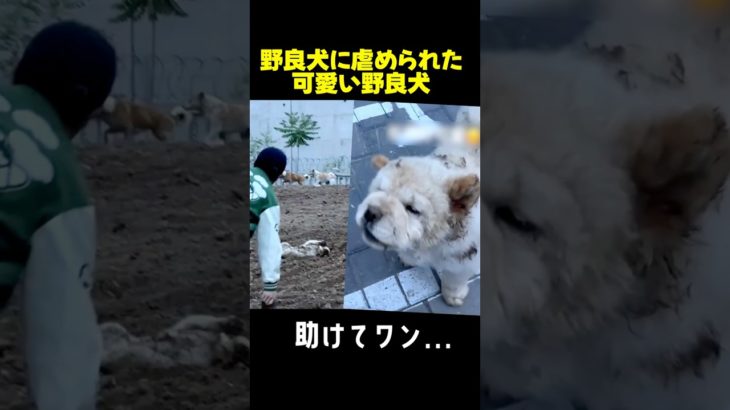 愛嬌のある野良犬ピロが幸せになるまで.！#動物保護 #ペット #dog