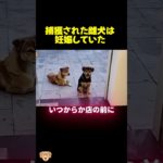 野良犬夫婦の悲しみと永遠の幸せ！！#動物保護 #子犬 #dog