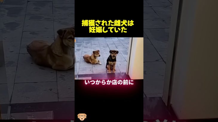 野良犬夫婦の悲しみと永遠の幸せ！！#動物保護 #子犬 #dog