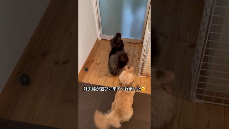 チョコとミルクの💗ハッピーな一日#犬好き#ペキニーズ#トイプードル#犬のいる暮らし#多頭飼い#ペット#dog#新年