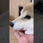 #dog#豆柴ライフ #柴犬 #豆柴 #dog&cat出入り口#ペット出入り口