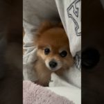上目遣いが可愛いモカちゃん #ペット #ポメラニアン #犬 #犬のいる暮らし #dog #shorts #short
