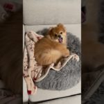 今日のモカちゃん#犬 #ペット #ポメラニアン #癒し #犬のいる暮らし #dog #shorts #short