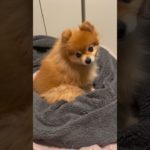今日のモカちゃん#ペット #ポメラニアン #犬 #癒し #犬のいる暮らし #dog#shorts #short