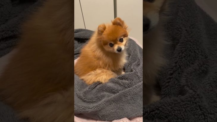 今日のモカちゃん#ペット #ポメラニアン #犬 #癒し #犬のいる暮らし #dog#shorts #short
